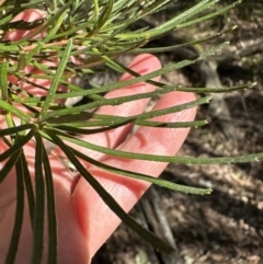 Banksia spinulosa at Kangaroo Valley, NSW - 13 Jul 2023 12:12 PM