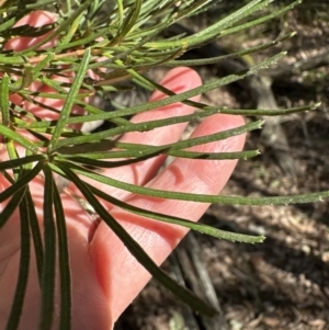 Banksia spinulosa at Kangaroo Valley, NSW - 13 Jul 2023