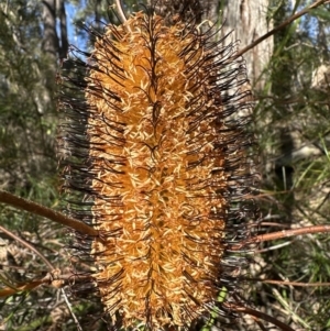 Banksia spinulosa at Kangaroo Valley, NSW - 13 Jul 2023