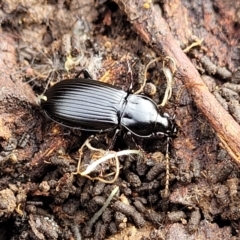 Pterostichini (tribe) (A Carabid beetle) at Lyneham, ACT - 13 Jul 2023 by trevorpreston