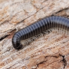 Ommatoiulus moreleti (Portuguese Millipede) at Crace Grasslands - 13 Jul 2023 by trevorpreston