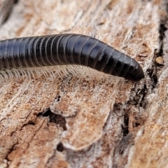 Ommatoiulus moreleti at Lyneham, ACT - 13 Jul 2023