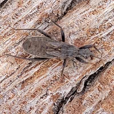 Coranus sp. (genus) (Assassin bug) at Crace Grasslands - 13 Jul 2023 by trevorpreston