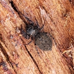 Unidentified Spider (Araneae) at Crace Grasslands - 13 Jul 2023 by trevorpreston