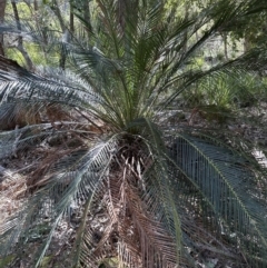 Macrozamia communis (Burrawang) at Kangaroo Valley, NSW - 13 Jul 2023 by lbradleyKV