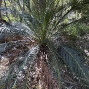 Macrozamia communis at Kangaroo Valley, NSW - suppressed