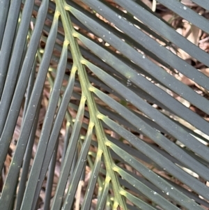 Macrozamia communis at Kangaroo Valley, NSW - suppressed