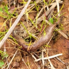 Deroceras reticulatum (Grey Field Slug) at Lyneham, ACT - 13 Jul 2023 by trevorpreston