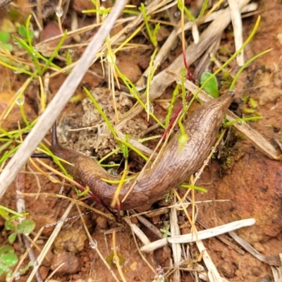 Deroceras reticulatum (Grey Field Slug) at Lyneham, ACT - 13 Jul 2023 by trevorpreston