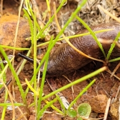 Deroceras reticulatum at Lyneham, ACT - 13 Jul 2023 10:50 AM