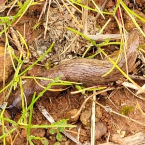 Deroceras reticulatum at Lyneham, ACT - 13 Jul 2023 10:50 AM