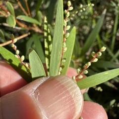 Leucopogon affinis (Lance Beard-heath) at Kangaroo Valley, NSW - 13 Jul 2023 by lbradleyKV