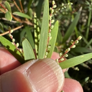 Leucopogon affinis at Kangaroo Valley, NSW - 13 Jul 2023