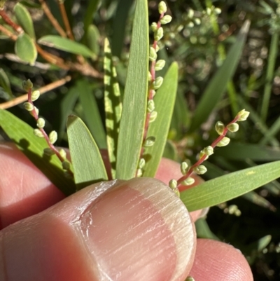 Leucopogon affinis (Lance Beard-heath) at Kangaroo Valley - Friends of the Brush Tailed Rock Wallaby - 13 Jul 2023 by lbradleyKV