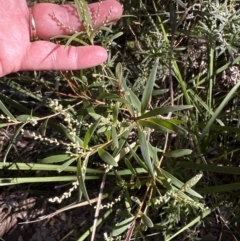 Leucopogon affinis at Kangaroo Valley, NSW - 13 Jul 2023