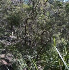 Leucopogon affinis at Kangaroo Valley, NSW - 13 Jul 2023