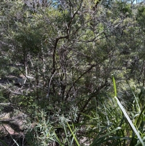 Leucopogon affinis at Kangaroo Valley, NSW - 13 Jul 2023