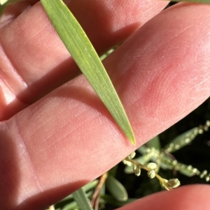 Leucopogon affinis at Kangaroo Valley, NSW - 13 Jul 2023