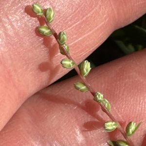 Leucopogon affinis at Kangaroo Valley, NSW - 13 Jul 2023