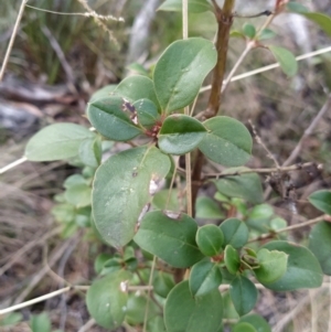 Coprosma hirtella at Paddys River, ACT - 13 Jul 2023 10:06 AM