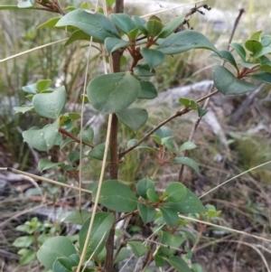 Coprosma hirtella at Paddys River, ACT - 13 Jul 2023 10:06 AM