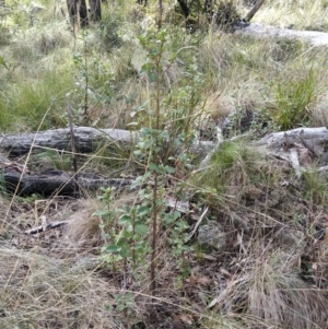 Coprosma hirtella at Paddys River, ACT - 13 Jul 2023 10:06 AM