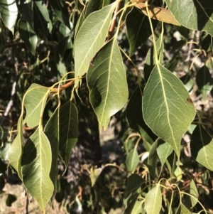 Brachychiton populneus subsp. populneus at Kambah, ACT - 30 Jun 2023 01:04 PM