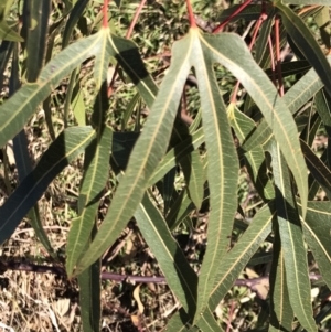 Brachychiton populneus subsp. populneus at Kambah, ACT - 30 Jun 2023 01:04 PM