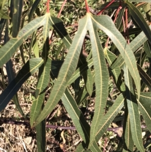 Brachychiton populneus subsp. populneus at Kambah, ACT - 30 Jun 2023