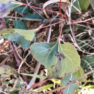Brachychiton populneus subsp. populneus at Kambah, ACT - 30 Jun 2023