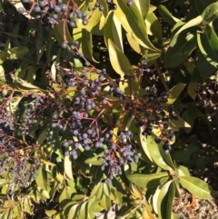 Ligustrum lucidum (Large-leaved Privet) at Kambah, ACT - 30 Jun 2023 by rainer