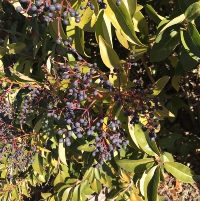 Ligustrum lucidum (Large-leaved Privet) at Urambi Hills - 30 Jun 2023 by rainer