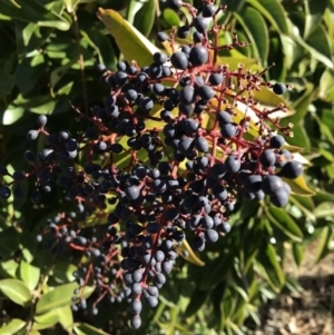 Ligustrum lucidum at Kambah, ACT - 30 Jun 2023