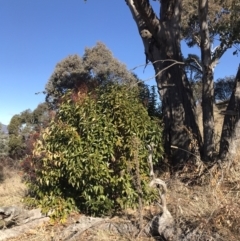 Ligustrum lucidum at Kambah, ACT - 30 Jun 2023