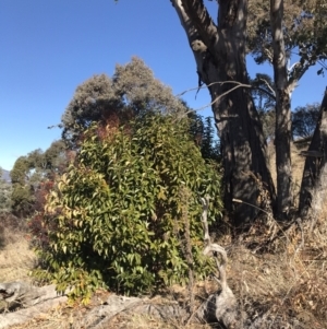 Ligustrum lucidum at Kambah, ACT - 30 Jun 2023