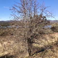 Pyrus communis (Pear) at Kambah, ACT - 30 Jun 2023 by rainer