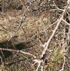 Pyrus communis at Kambah, ACT - 30 Jun 2023 01:06 PM