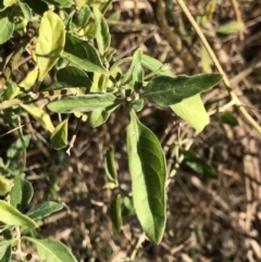 Solanum chenopodioides (Whitetip Nightshade) at Urambi Hills - 30 Jun 2023 by rainer