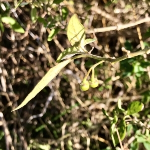 Solanum chenopodioides at Kambah, ACT - 30 Jun 2023