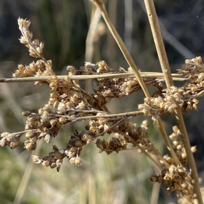 Juncus sarophorus (Broom Rush) at Bungendore, NSW - 12 Jul 2023 by JaneR