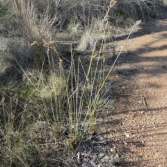 Juncus sarophorus at Bungendore, NSW - 12 Jul 2023