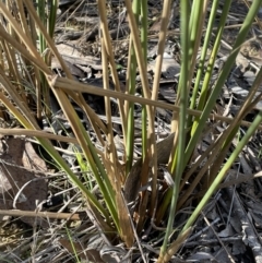 Juncus sarophorus at Bungendore, NSW - 12 Jul 2023 10:35 AM