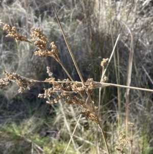 Juncus sarophorus at Bungendore, NSW - 12 Jul 2023