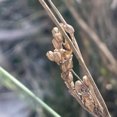 Juncus subsecundus (Finger Rush) at Bungendore, NSW - 12 Jul 2023 by JaneR