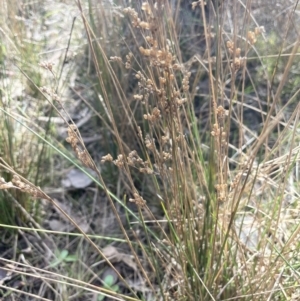 Juncus subsecundus at Bungendore, NSW - 12 Jul 2023