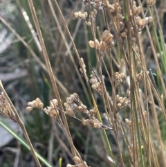 Juncus subsecundus at Bungendore, NSW - 12 Jul 2023