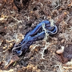 Caenoplana coerulea (Blue Planarian, Blue Garden Flatworm) at Gungaderra Grasslands - 13 Jul 2023 by trevorpreston