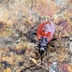 Dindymus versicolor (Harlequin Bug) at Gungaderra Grasslands - 13 Jul 2023 by trevorpreston
