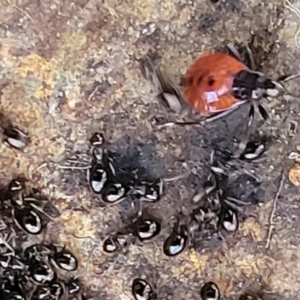 Dindymus versicolor at Crace, ACT - 13 Jul 2023