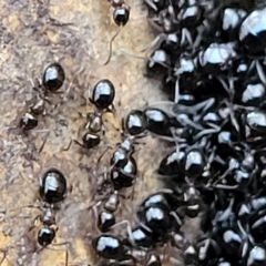 Formicidae (family) (Unidentified ant) at Crace, ACT - 13 Jul 2023 by trevorpreston